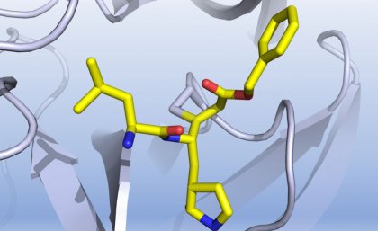 A graphic representation of how a discovered compound inhibits the COVID-19 virus main protease. Credit: Professor Luke Guddat. A graphic representation of how a discovered compound inhibits the COVID-19 virus main protease. Credit: Professor Luke Guddat.